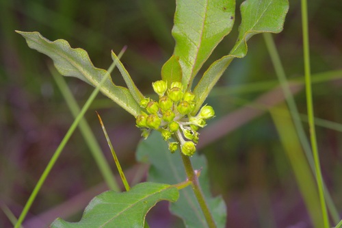 Asclepias tonkawae (Asclepias tonkawae)
