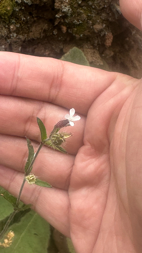 Silene gallica observed 2026-05-09