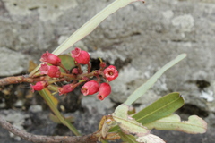 Comarostaphylis glaucescens