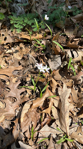 Virginia Springbeauty