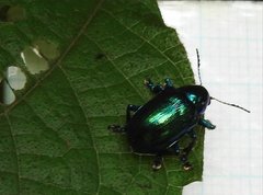 Platycorynus chalybaeus