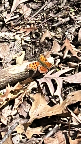 Eastern Comma
