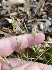 Carex styloflexa