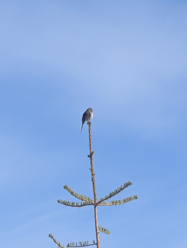 Fox Sparrow