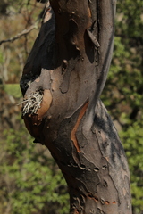 Comarostaphylis glaucescens