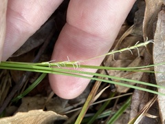 Carex styloflexa
