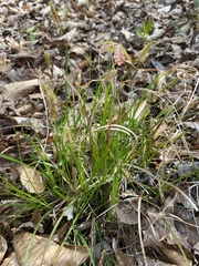 Carex styloflexa