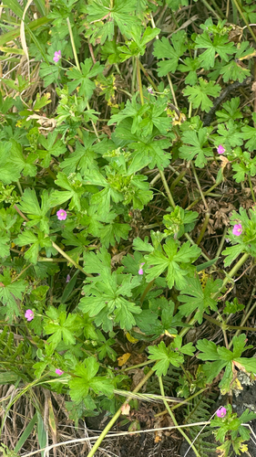 Geranium core-core, 2026-05-09