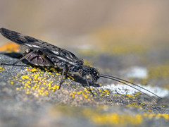Zapada
