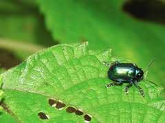 Platycorynus chalybaeus