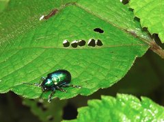 Platycorynus chalybaeus