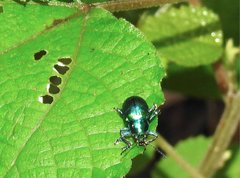 Platycorynus chalybaeus
