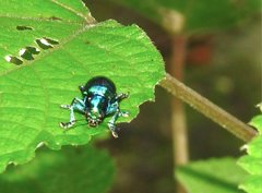 Platycorynus chalybaeus