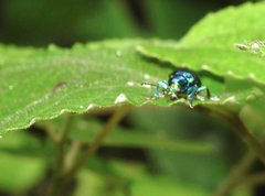 Platycorynus chalybaeus