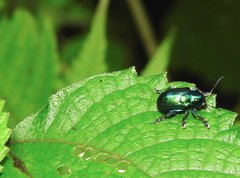 Platycorynus chalybaeus