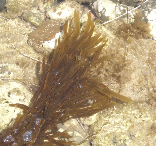 Pachydictyon coriaceum observed 2026-05-09