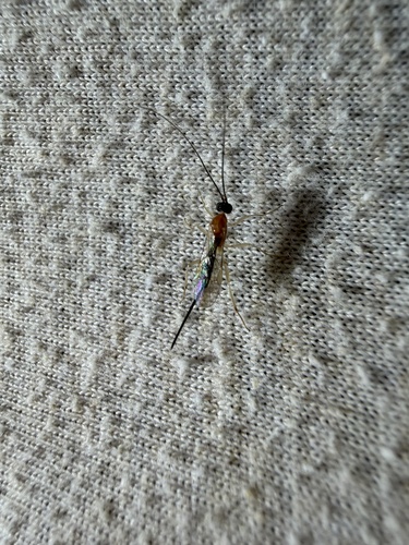 Calliephialtes grapholithae observed 2026-05-09
