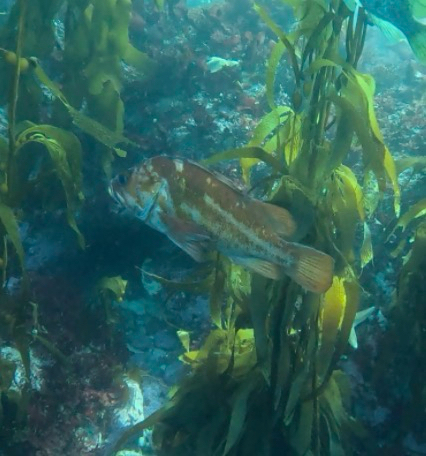 Sebastes caurinus