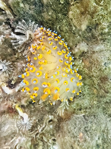 Antiopella barbarensis