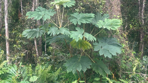 Tetrapanax papyrifer, 2026-05-09