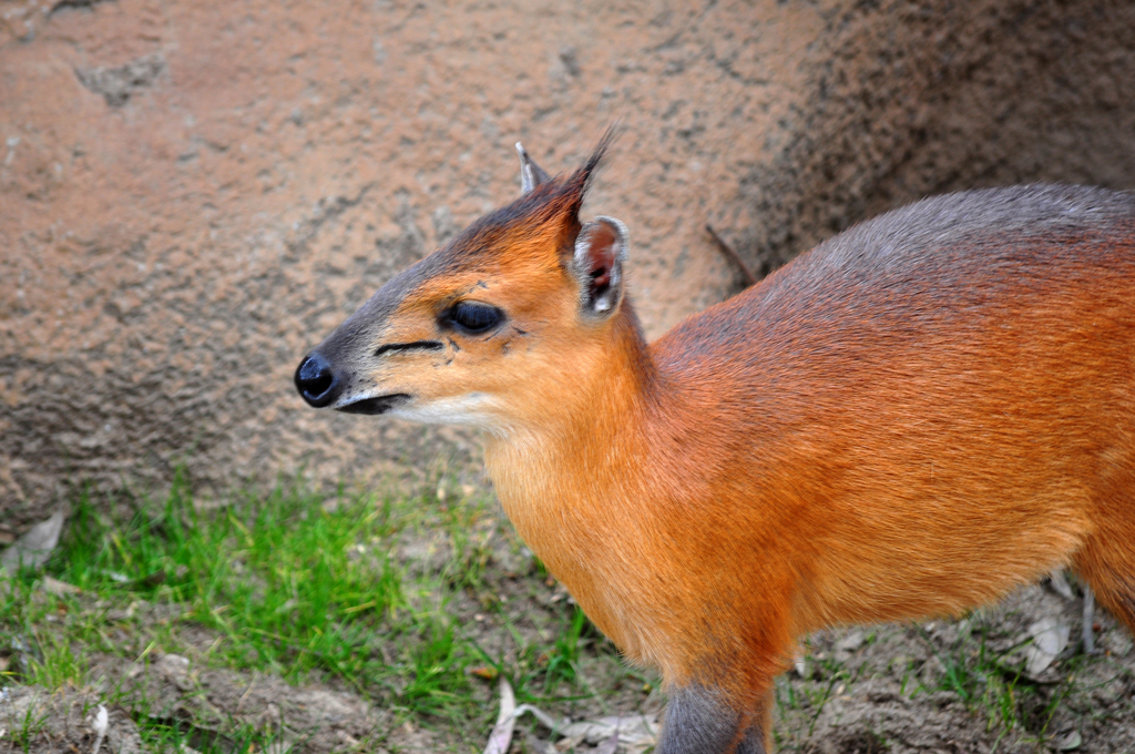 Red-flanked duiker (Cephalophus rufilatus) - Quick facts