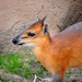 Red-flanked Duiker - Photo (c) ZakVTA, some rights reserved (CC BY-NC-SA)