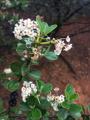 Ceanothus megacarpus insularis