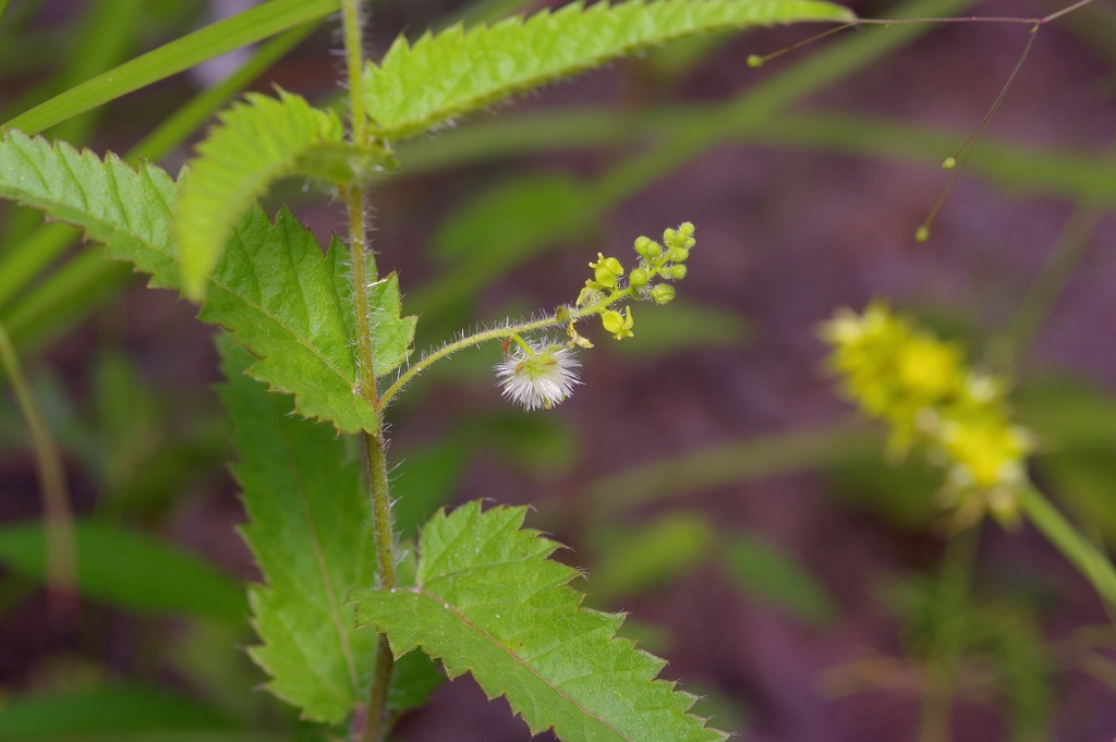 Tragia urticifolia; photograph (c) Michelle W. (鍾偉瑋), some rights reserved (CC BY)