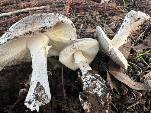 Marbled Amanita / Ironwood Amanita