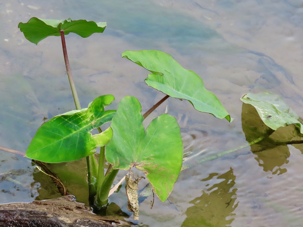 Elephant ears from Ngoi, Louangphrabang, Laos on February 2, 2020 at 10 ...