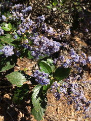 Ceanothus arboreus