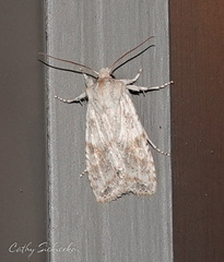 Lithophane bethunei