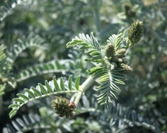 Astragalus brauntonii