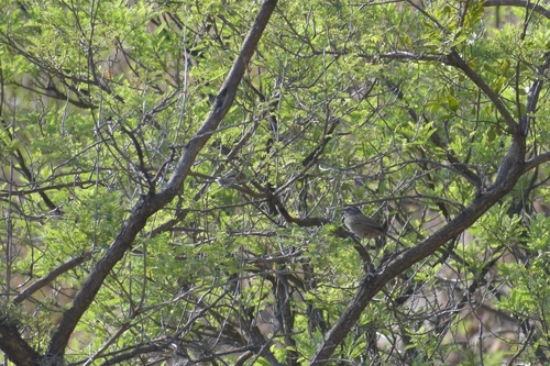 Oaxaca Sparrow (Aimophila notosticta), photo 5