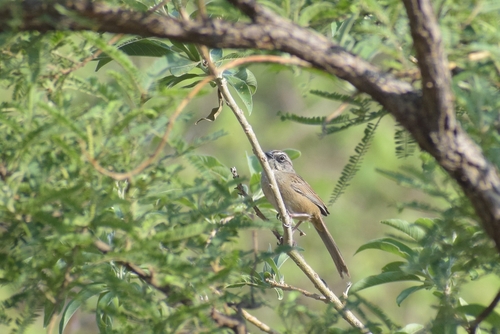 Oaxaca Sparrow (Aimophila notosticta), photo 10