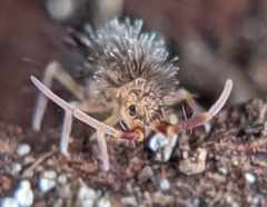 Orchesella villosa