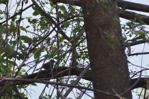 Oaxaca Sparrow (Aimophila notosticta), photo 4