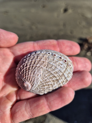 Haliotis australis