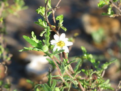 Melampodium cinereum