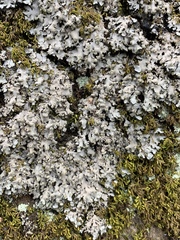 Phaeophyscia hispidula
