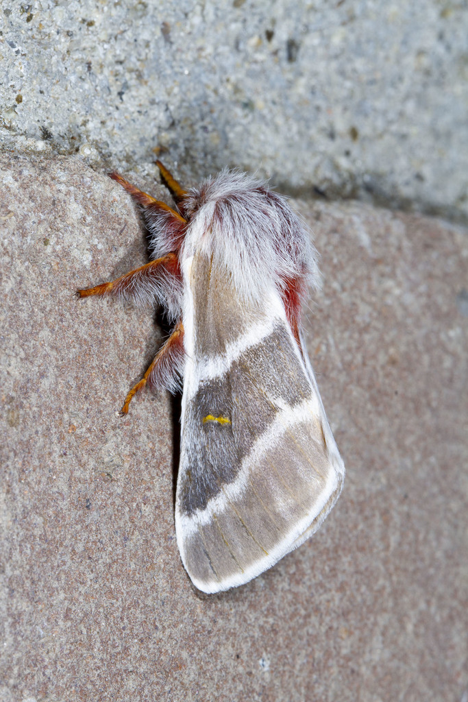 Hemileuca sororia
