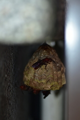 Gyrostoma