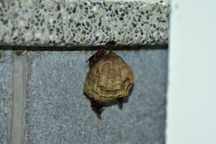 Gyrostoma