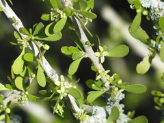 Schaefferia cuneifolia