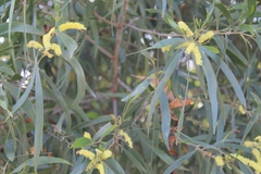Juliflorae