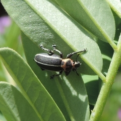 Eudiagogus episcopalis