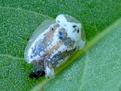 Physonota arizonae
