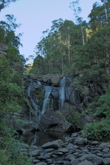 Eucalyptus cypellocarpa