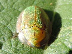 Physonota arizonae