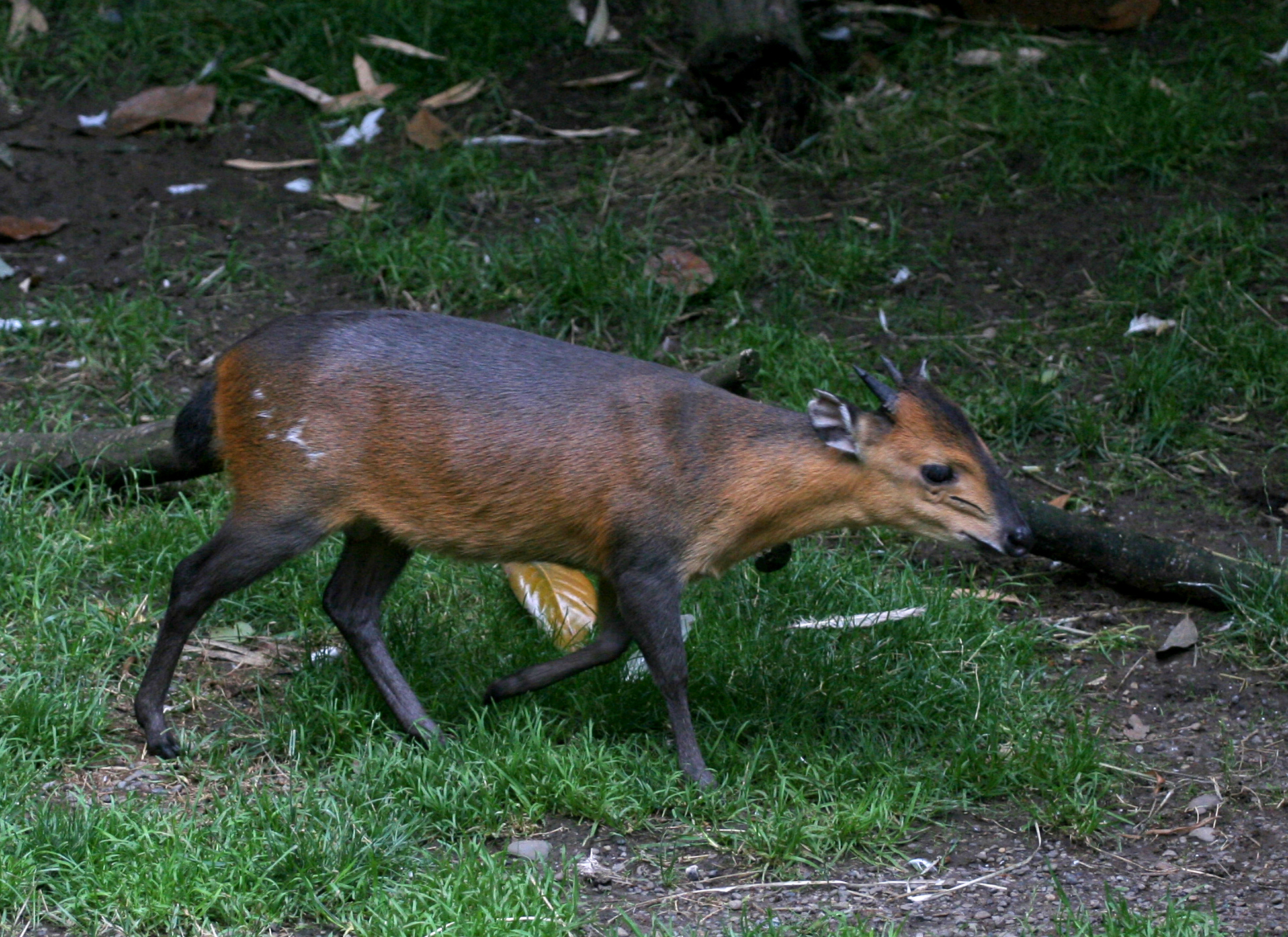 Red-flanked duiker (Cephalophus rufilatus) - Quick facts